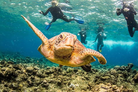 Great Barrier Reef Diving And Snorkeling Cruise From Cairns - Tourism Adelaide 3