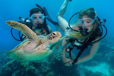 Great Barrier Reef Diving And Snorkeling Cruise From Cairns - Tourism Adelaide 4