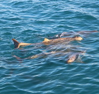 Roebuck Bay Snubfin Dolphin Cruise - Tourism Adelaide