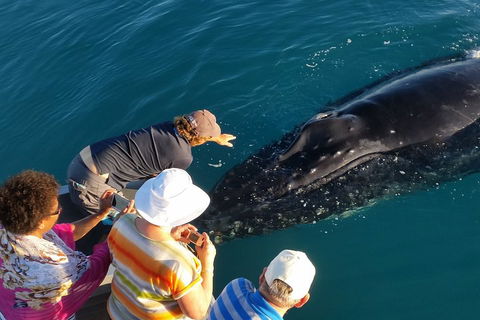 AOC Whale Watching From Broome - Tourism Adelaide 0