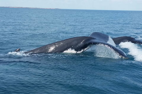 AOC Whale Watching From Broome - Tourism Adelaide 1