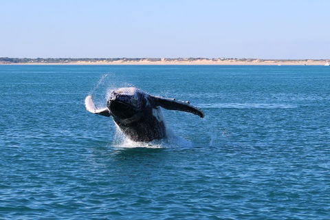AOC Whale Watching From Broome - Tourism Adelaide 2