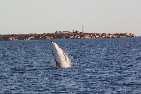 AOC Whale Watching From Broome - Tourism Adelaide 3