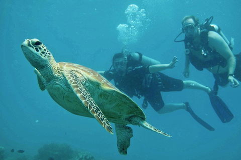 Ocean Freedom Great Barrier Reef Personal Luxury Snorkel & Dive Cruise, Cairns - Tourism Adelaide 4