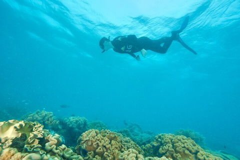Ocean Freedom Great Barrier Reef Personal Luxury Snorkel & Dive Cruise, Cairns - Tourism Adelaide 5