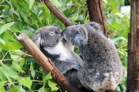 Classic Kuranda By Skyrail And Scenic Railway Including Rainforestation, Koala And Wildlife Park And Pamagirri Aboriginal Experi - Tourism Adelaide 3