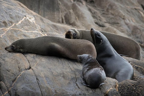 Kangaroo Island Ocean Safari - Snorkeling Safari - Tourism Adelaide 0