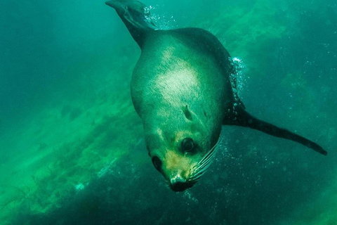 Kangaroo Island Ocean Safari - Snorkeling Safari - Tourism Adelaide 1