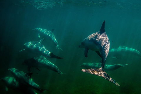 Kangaroo Island Ocean Safari - Snorkeling Safari - Tourism Adelaide 2