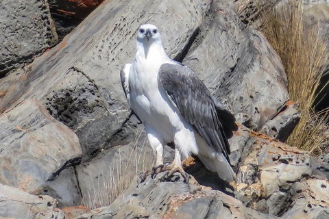 Kangaroo Island Ocean Safari - Snorkeling Safari - Tourism Adelaide 4