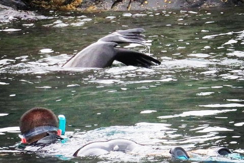 Kangaroo Island Ocean Safari - Snorkeling Safari - Tourism Adelaide 5