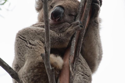 2-Day Kangaroo Island 4WD Small-Group Tour From Adelaide - Tourism Adelaide 0