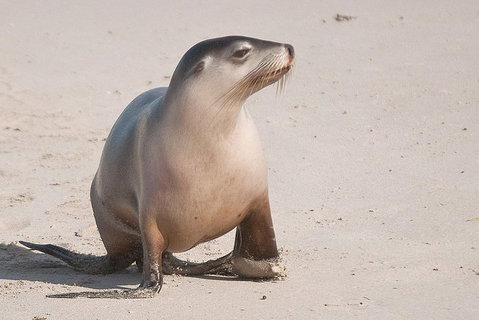 2-Day Kangaroo Island 4WD Small-Group Tour From Adelaide - Tourism Adelaide 4