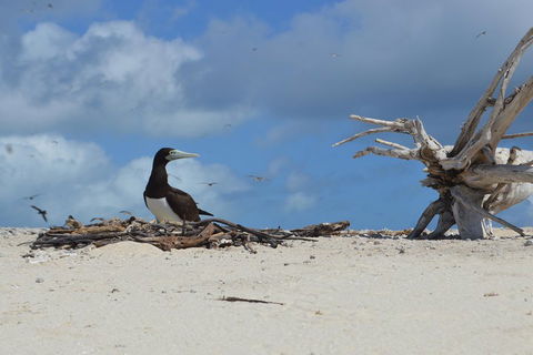 Seastar Luxury Outer Great Barrier Reef Island And Reef Tour From Cairns - Tourism Adelaide 1