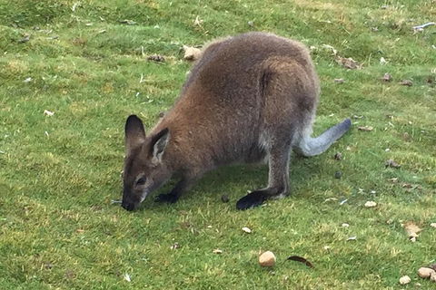 Cradle Mountain Day Tour From Launceston Including Lunch - Tourism Adelaide 5