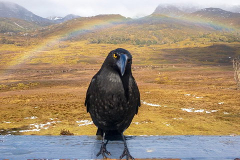 Cradle Mountain Park Explorer Guided Tour - Tourism Adelaide 2