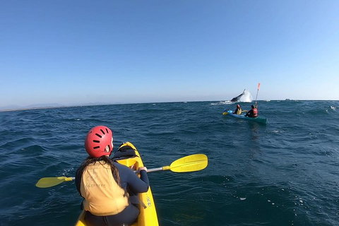 Kayaking With Dolphins In Byron Bay Guided Tour - Tourism Adelaide 3