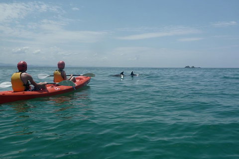 Kayaking With Dolphins In Byron Bay Guided Tour - Tourism Adelaide 4