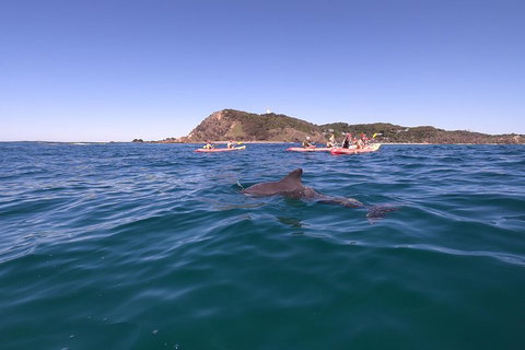 Kayaking With Dolphins In Byron Bay Guided Tour - Tourism Adelaide 5