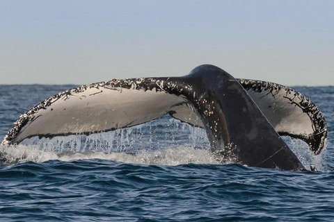 Sydney Whale-Watching Cruise Including Lunch Or Breakfast - Tourism Adelaide 0