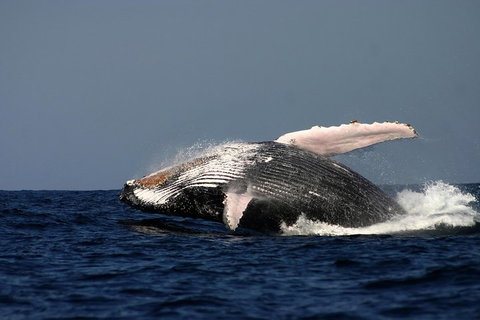 Sydney Whale-Watching Cruise Including Lunch Or Breakfast - Tourism Adelaide 1