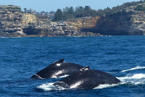 Sydney Whale-Watching Cruise Including Lunch Or Breakfast - Tourism Adelaide 2
