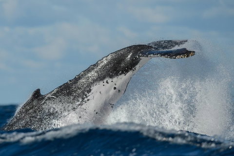 Sydney Whale-Watching Cruise Including Lunch Or Breakfast - Tourism Adelaide 4
