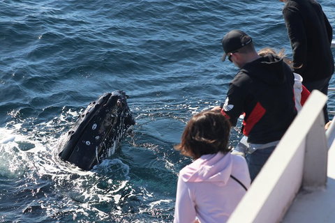 Sydney Whale-Watching Cruise Including Lunch Or Breakfast - Tourism Adelaide 5