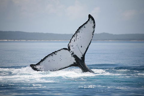 Hervey Bay Whale Watching Cruise - Tourism Adelaide 0