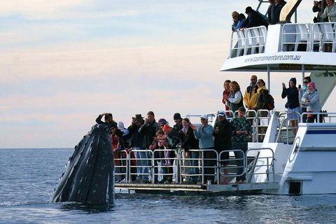 Hervey Bay Whale Watching Cruise - Tourism Adelaide 1