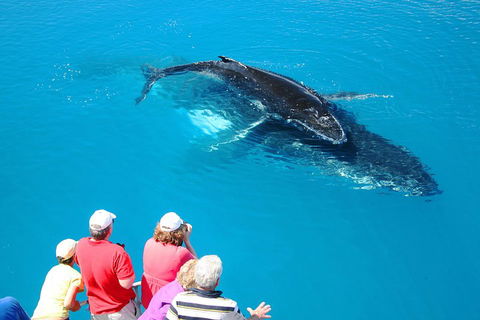 Hervey Bay Whale Watching Cruise - Tourism Adelaide 2