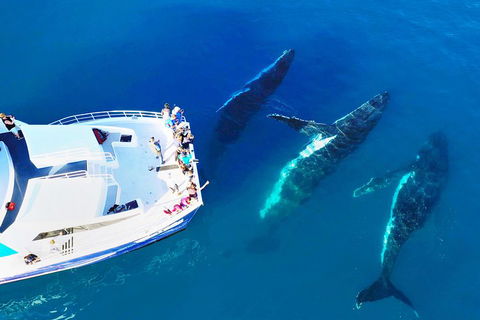 Hervey Bay Whale Watching Cruise - Tourism Adelaide 3