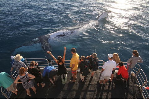 Hervey Bay Whale Watching Cruise - Tourism Adelaide 4