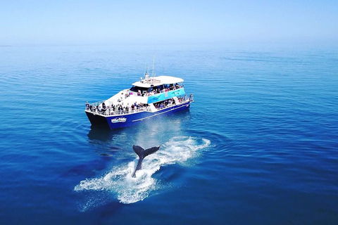 Hervey Bay Whale Watching Cruise - Tourism Adelaide 5