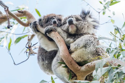 Great Ocean Road And 12 Apostles Day Trip From Melbourne - Tourism Adelaide 1