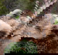 Melbourne Zoo General Entry Ticket - Tourism Adelaide