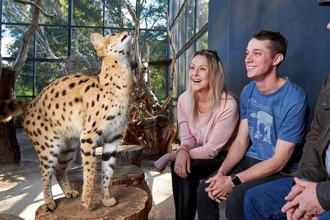 African Cat Encounter At Werribee Open Range Zoo - Tourism Adelaide 0