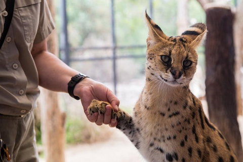African Cat Encounter At Werribee Open Range Zoo - Tourism Adelaide 1