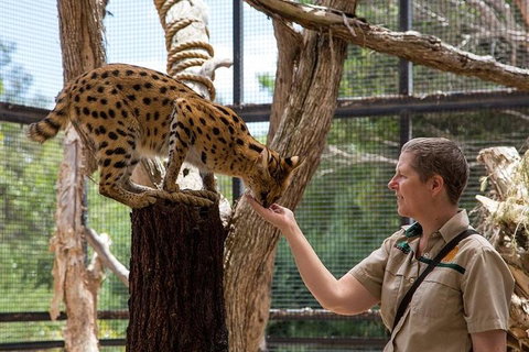 African Cat Encounter At Werribee Open Range Zoo - Tourism Adelaide 2