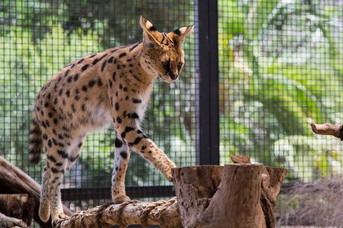 African Cat Encounter At Werribee Open Range Zoo - Tourism Adelaide 3
