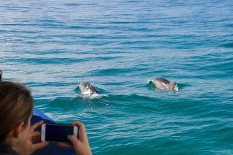Julian Rocks Byron Bay Cruise - Tourism Adelaide 1