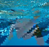 3 Day Whitsundays Sailing and Diving Adventure Kiana - Tourism Adelaide