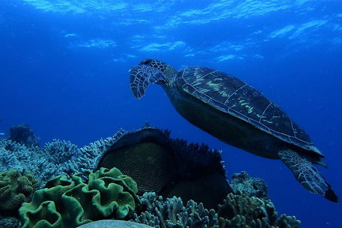 3 Day Whitsundays Sailing And Diving Adventure: Kiana - Tourism Adelaide 2