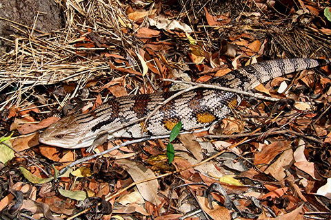 Hartley's Crocodile Adventures General Entry Ticket - Tourism Adelaide 5