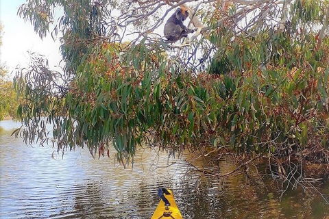 Kangaroo Island Self-Guided Kayaking On The Harriet River - Tourism Adelaide 4