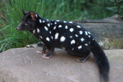 After Dark Tasmanian Devil Feeding Tour At Cradle Mountain - Tourism Adelaide 5