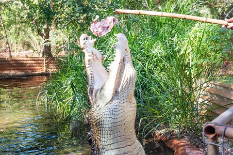 3 In 1 Tour: Matsoâ€™s Brewery, Broome Museum & Malcolm Douglas Crocodile Park - Tourism Adelaide 3