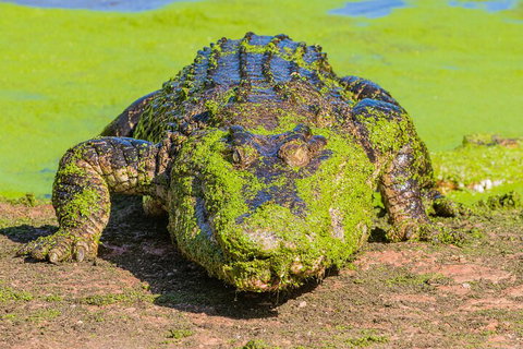 3 In 1 Tour: Matsoâ€™s Brewery, Broome Museum & Malcolm Douglas Crocodile Park - Tourism Adelaide 4