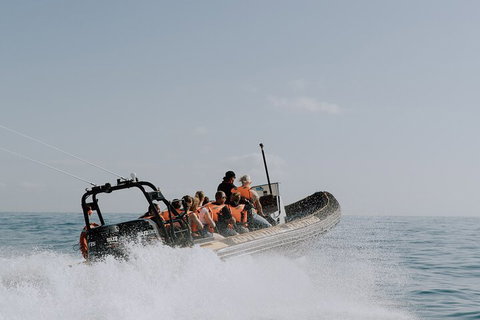 Adventure Whale Watching Tour Mooloolaba - Tourism Adelaide 0