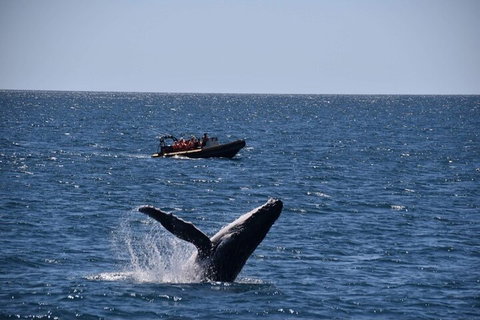 Adventure Whale Watching Tour Mooloolaba - Tourism Adelaide 1